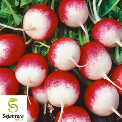 200 Sparkler Radish Seeds - Heirloom, Non-GMO, Crisp Vegetable Garden