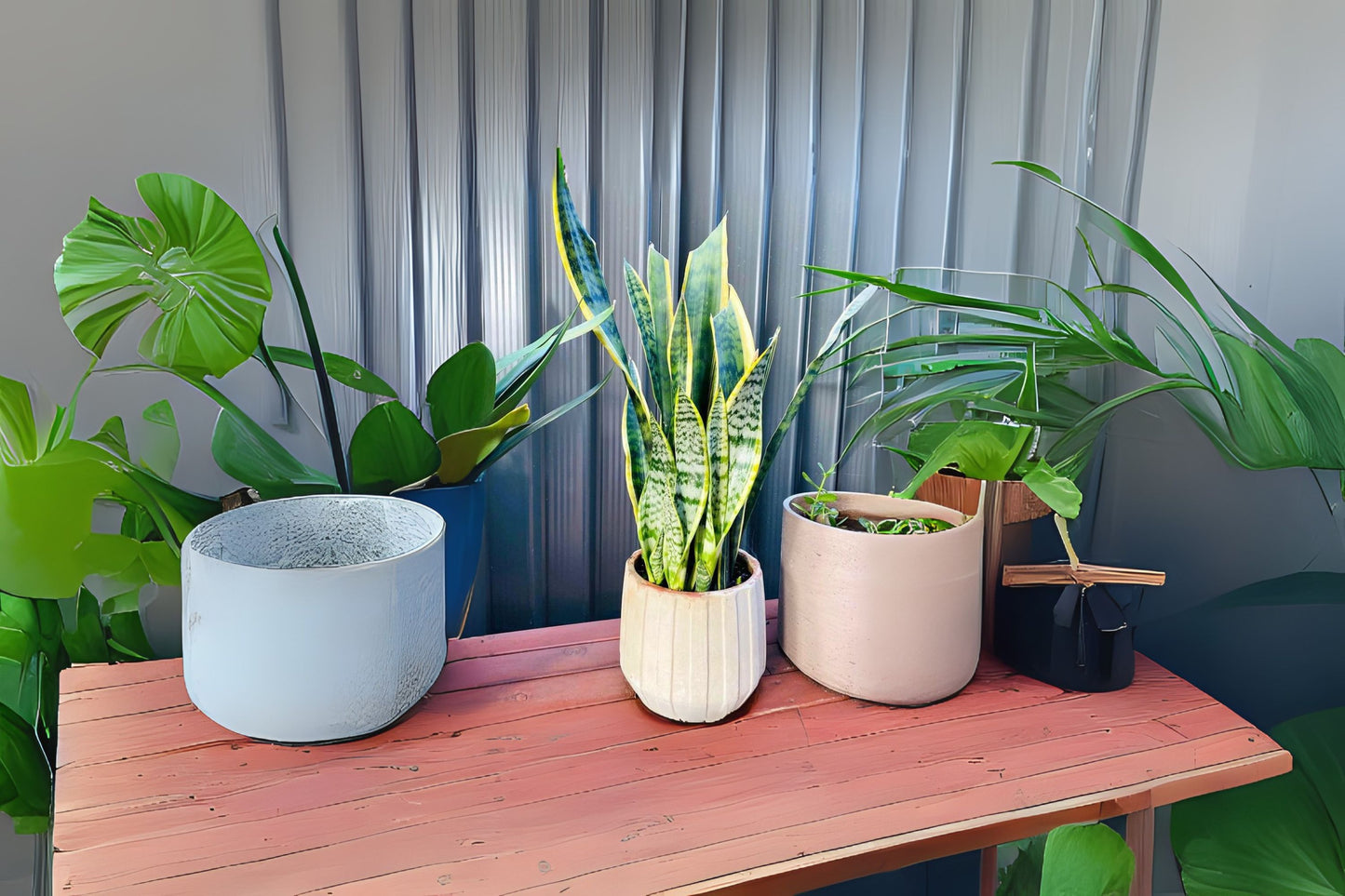 Snake Plant 4-Inch Pot Sansevieria Laurentii Yellow Edges Air-Purifying Low Maintenance Indoor Plant