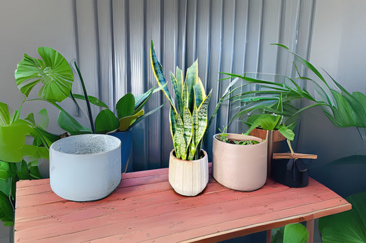 Snake Plant 4-Inch Pot Sansevieria Laurentii Yellow Edges Air-Purifying Low Maintenance Indoor Plant