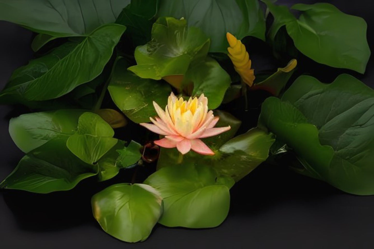 Winter Hardy Water Lily 3 Pack - Nymphaea 'Mangkala Ubol' - Colorful Pond Plants for Aquatic Gardens