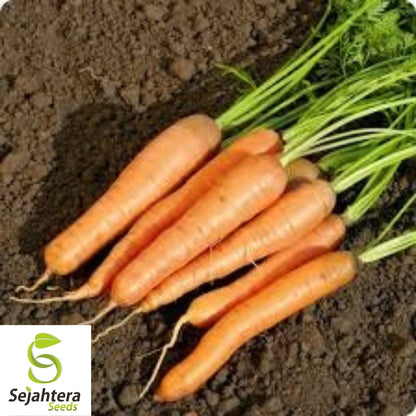 Little Finger Carrot Seeds 1000+ | Heirloom NON-GMO Vegetable Garden USA
