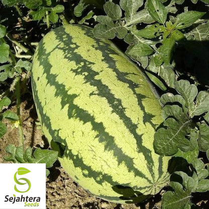 Congo Watermelon Seeds - 24+ Heirloom, Organic, Non-GMO & Large, Rare Variety