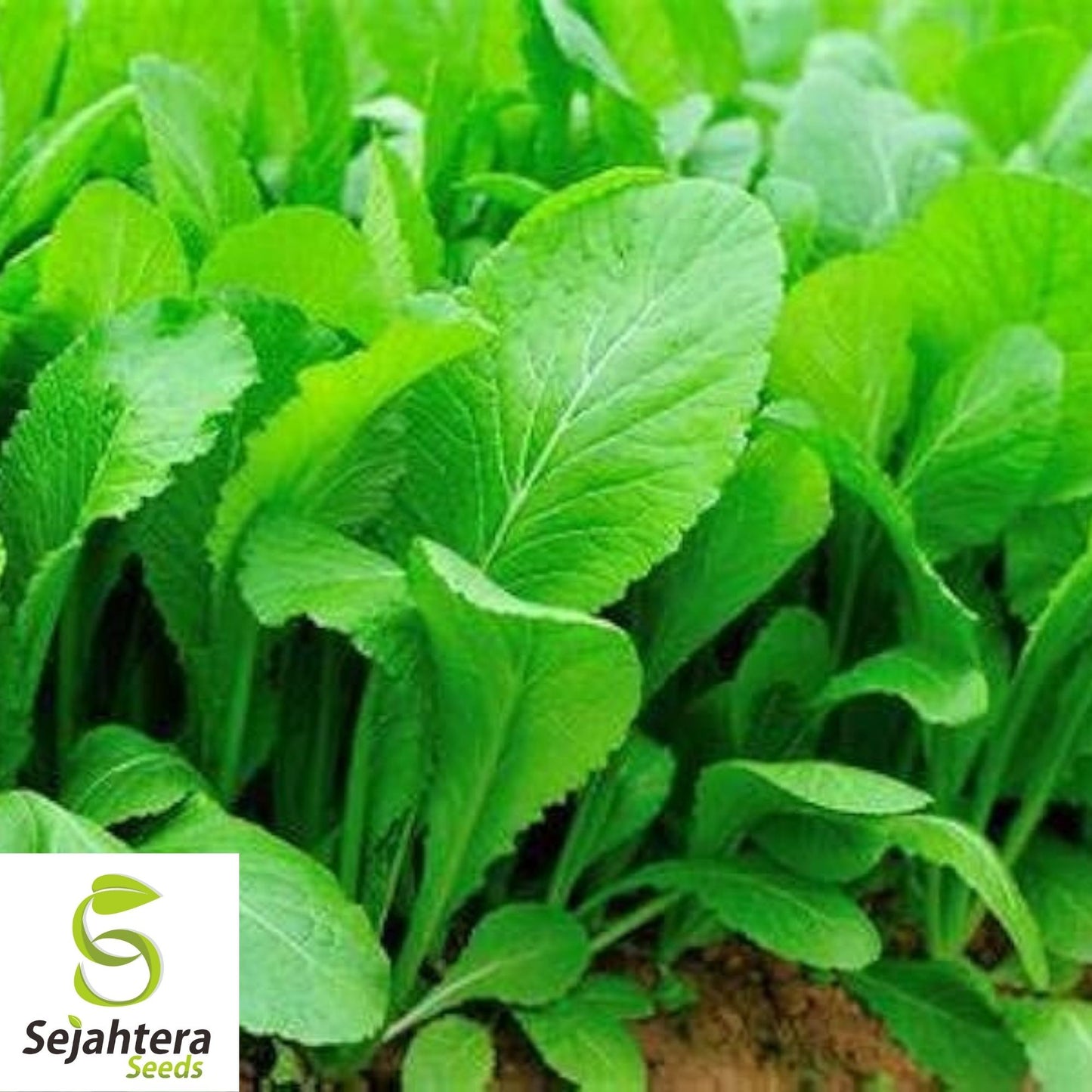 Florida Broadleaf Mustard Seeds 1000+ | Heirloom NON-GMO Vegetable USA