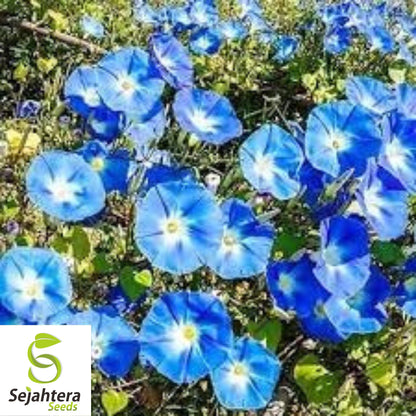 Morning Glory 'Heavenly Blue' Seeds - 400+ Climbing Vine - Bright & Beautiful