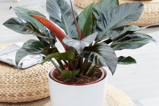 Philodendron Imperial Red – Rare Live House Plant in 3” Pot