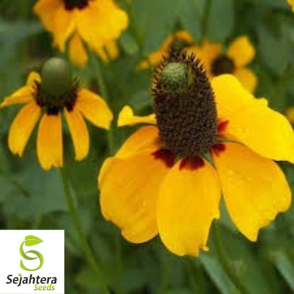 Clasping Coneflower Seeds 300+ | Rudbeckia amplexicaulis Wildflower USA