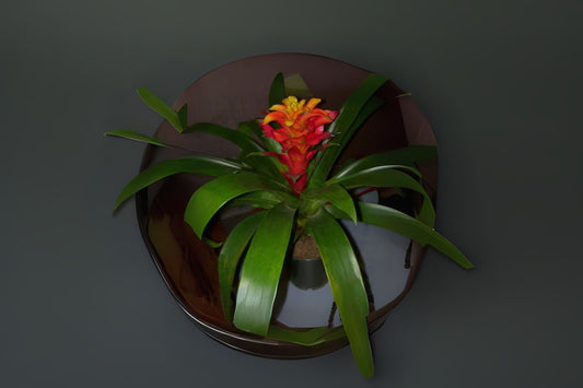 Bromeliad Plant 6 Inch Pot Guzmania 'Optima' Tropical Houseplant with Colorful Bracts - Guzmania Guzmaniae