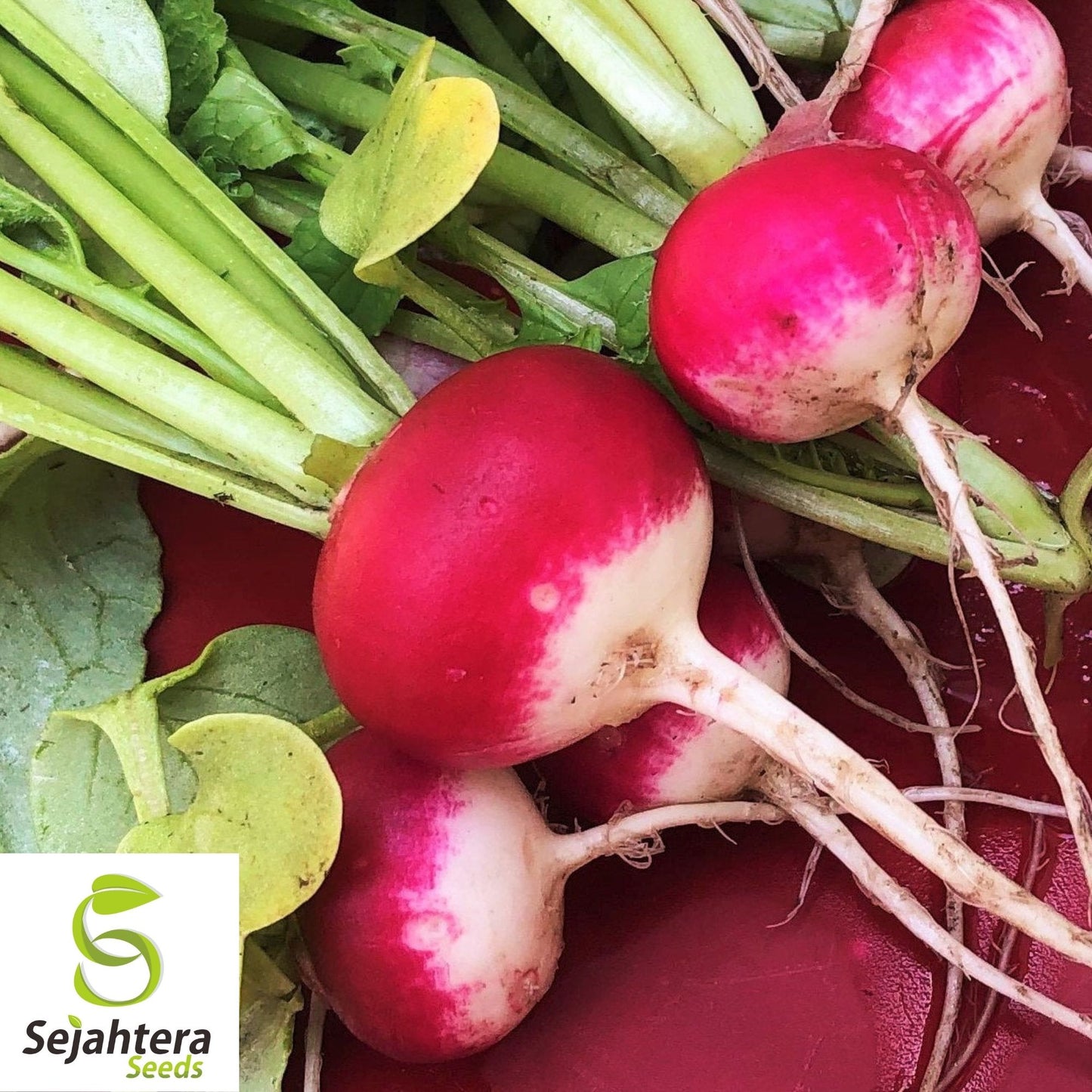 200 Sparkler Radish Seeds - Heirloom, Non-GMO, Crisp Vegetable Garden