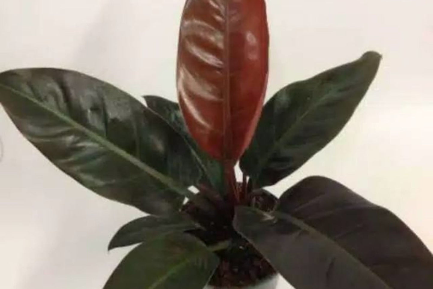 Philodendron Imperial Red – Rare Live House Plant in 3” Pot