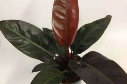 Philodendron Imperial Red – Rare Live House Plant in 3” Pot