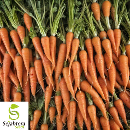 Little Finger Carrot Seeds 1000+ | Heirloom NON-GMO Vegetable Garden USA