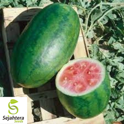 Congo Watermelon Seeds - 24+ Heirloom, Organic, Non-GMO & Large, Rare Variety