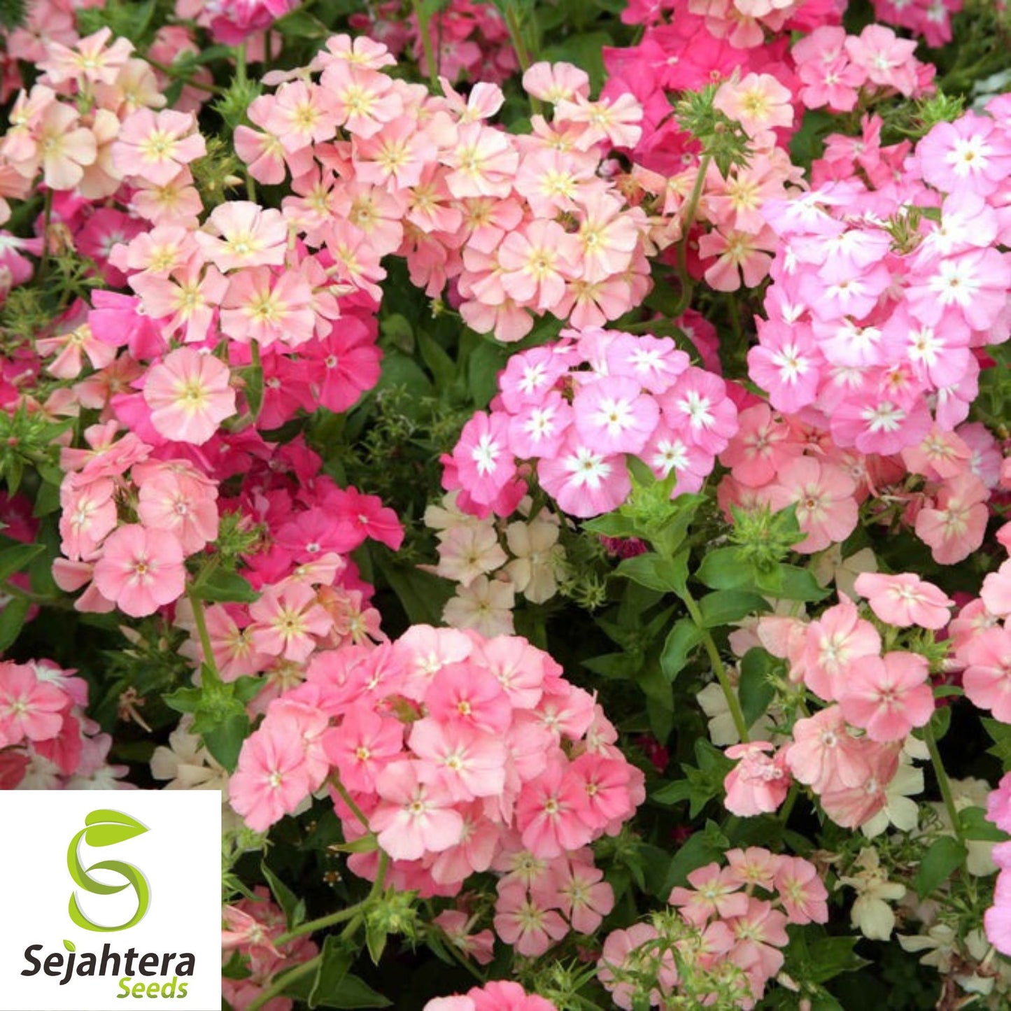 100 Pastel Phlox Drummondi Seeds | Pink, Salmon, Yellow, Rose Mix