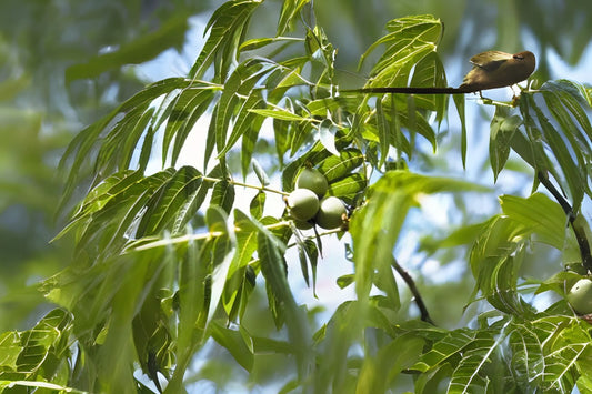 Little Walnut (Juglans microcarpa)