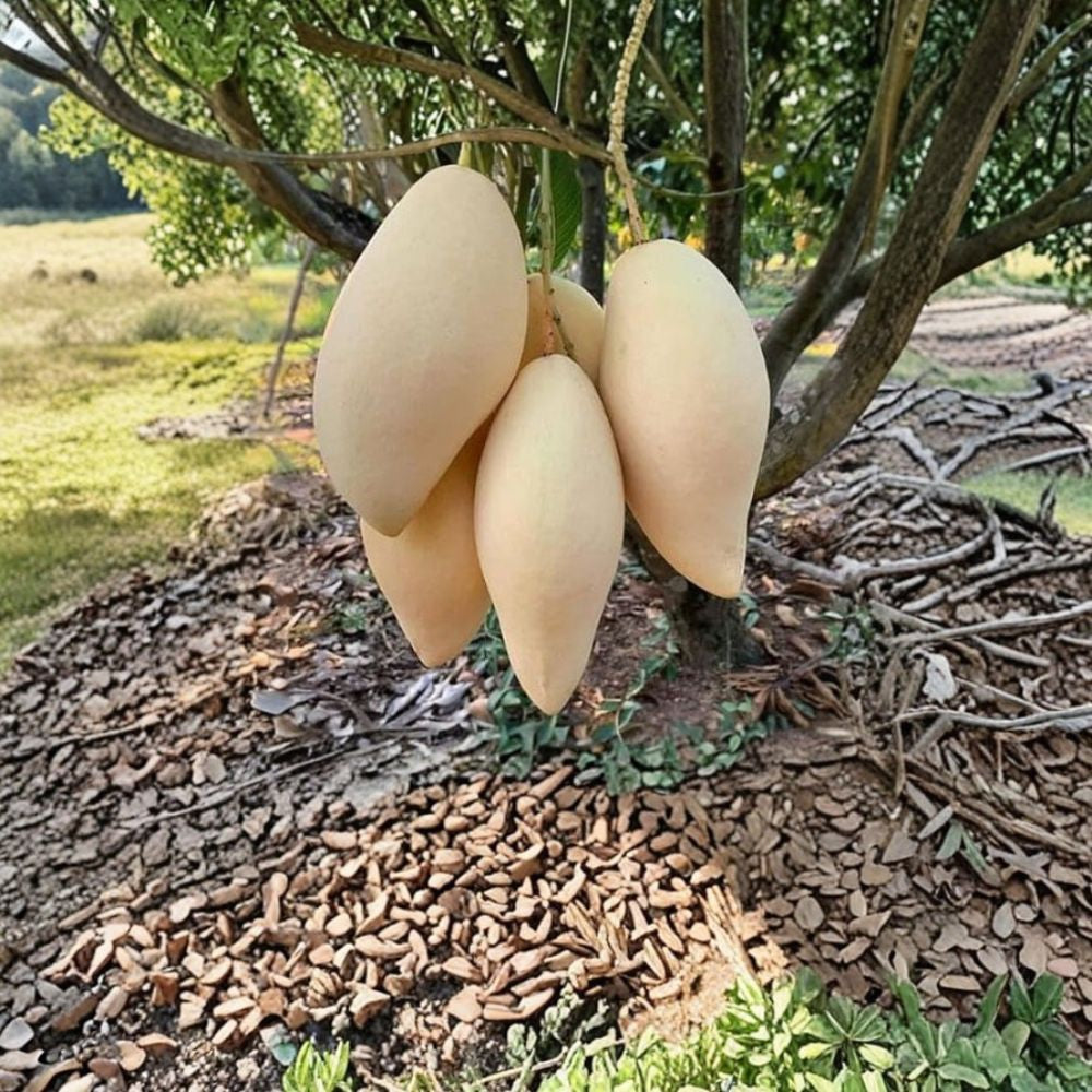 Nam Dok Mai Mango Tree – Mangifera indica Live Seedling | 6–10 Inches Tall | Rare Thai Variety  Yellow Thai Mango | Sweet & Aromatic | Tropical Fruit Starter
