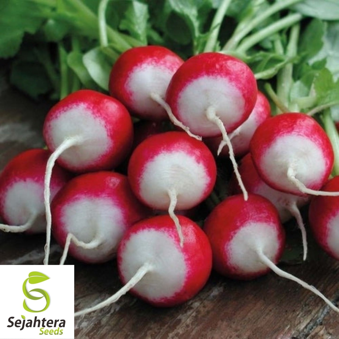 200 Sparkler Radish Seeds - Heirloom, Non-GMO, Crisp Vegetable Garden