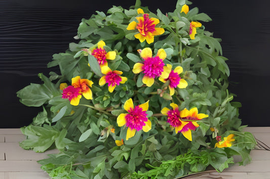 Moss Rose Plant 6" Pot Double Guava Portulaca oleracea - Colorful Drought-Tolerant Annual with Yellow-Pink Flowers