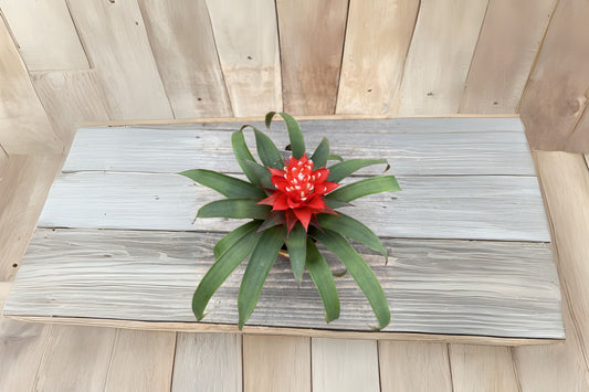 Bromeliad Plant 6 Inch Pot Guzmania Priscilla - Vibrant Indoor Tropical Flowering Plant - Guzmania spp.
