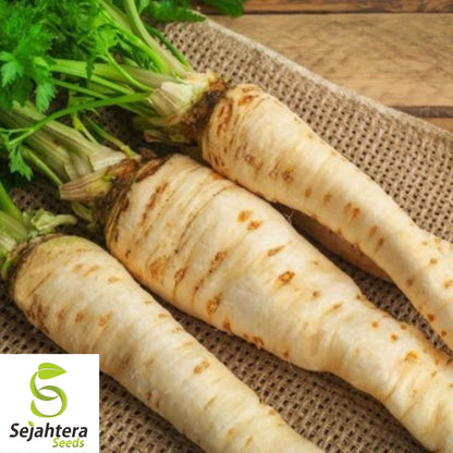 Parsnip Harris Early Model Seeds 200+ | Vegetable NON-GMO USA