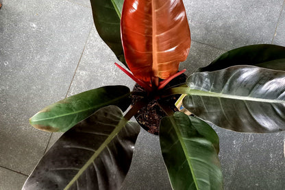 Philodendron Imperial Red – Rare Live House Plant in 3” Pot
