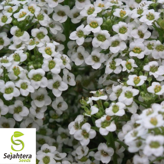 2000+ Sweet Alyssum Seeds - Carpet of Snow, White, Aromatic Annual Flowers