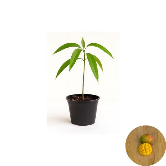 Keitt Mango Tree – Mangifera indica Live Seedling | Tropical Starter Plant | USDA Certified  Late Season Variety | Vigorous Growth | Backyard Friendly