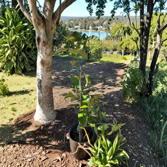 Grafted Bacon Avocado Tree – Persea americana Live Fruit Tree | 1 Gallon Pot  Cold Hardy B-Type | Heavy Producer | Mid-Season Harvest