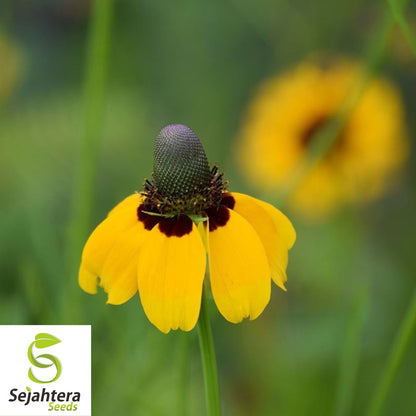 Clasping Coneflower Seeds 300+ | Rudbeckia amplexicaulis Wildflower USA