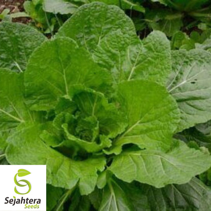 Florida Broadleaf Mustard Seeds 1000+ | Heirloom NON-GMO Vegetable USA