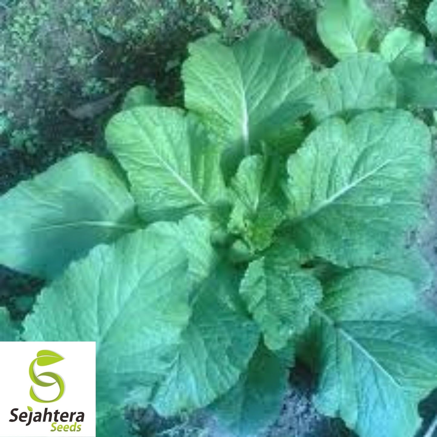 Florida Broadleaf Mustard Seeds 1000+ | Heirloom NON-GMO Vegetable USA