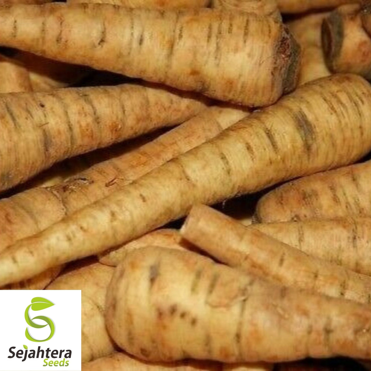 Parsnip Harris Early Model Seeds 200+ | Vegetable NON-GMO USA