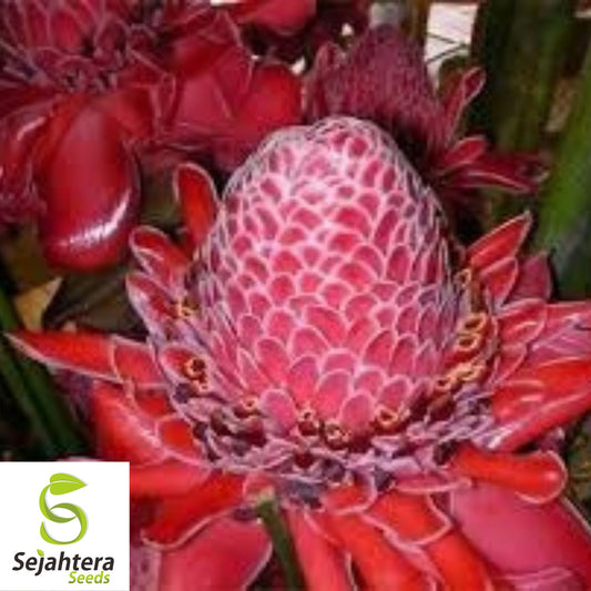 Red Torch Ginger Seeds {Etlingera elatior} Organic 10 Seeds