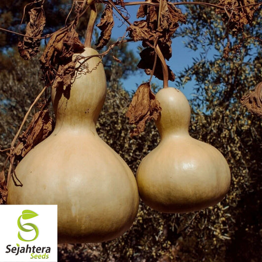Birdhouse Gourd Seeds | Calabash, Chinese Buddha Squash, White-Flowered Gourd 10+ Seeds