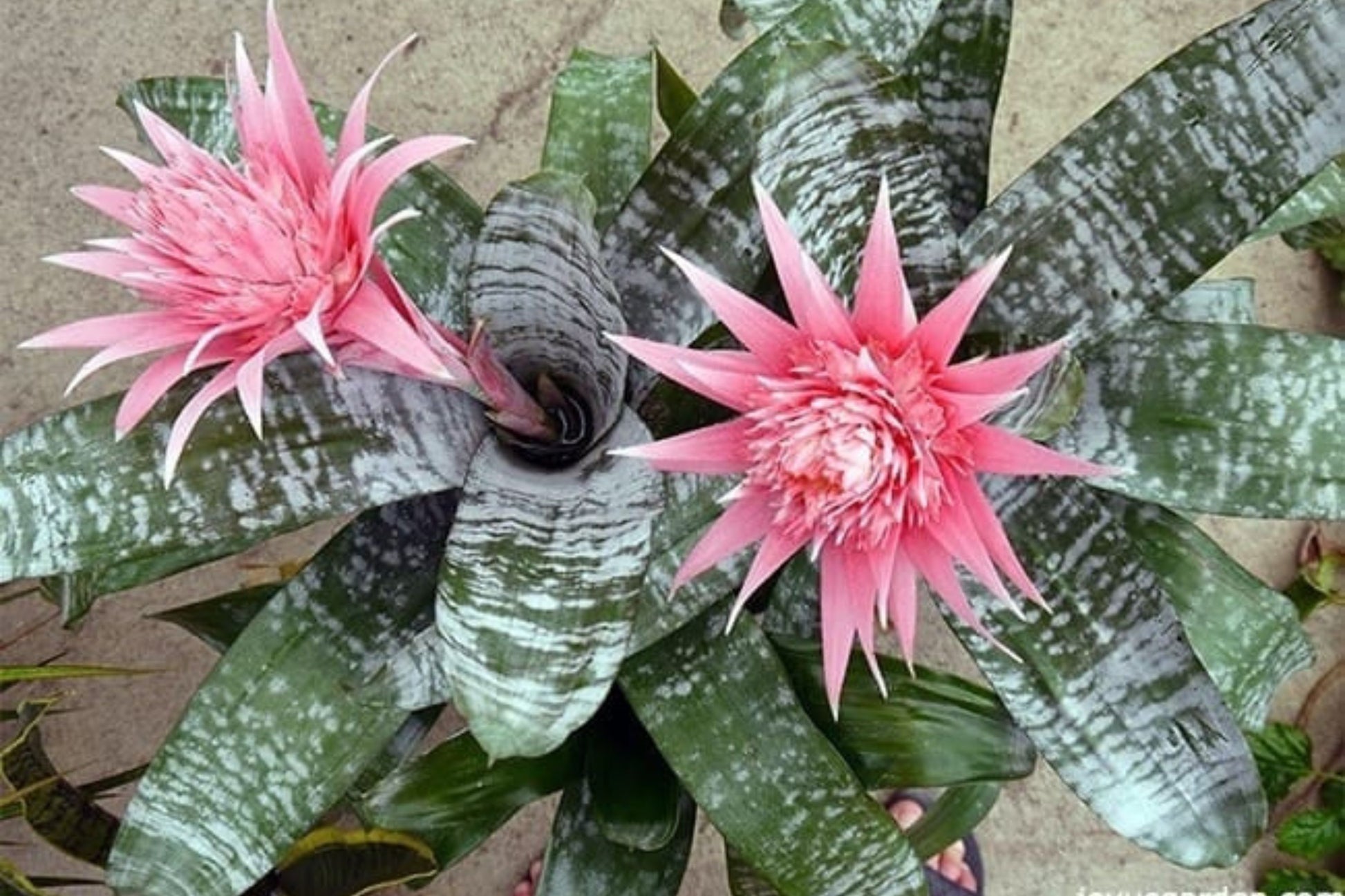 silver vase plant seeds Bromeliad Aechmea Fasciata Plant in 6 Inch Pot