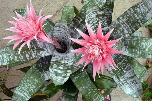 Bromeliad Aechmea Fasciata Plant in 6 Inch Pot - Silver Vase Bromeliad, Tropical Indoor Houseplant, Urn Plant