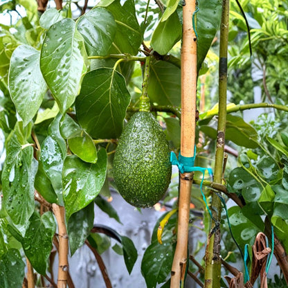 Grafted Bacon Avocado Tree – Persea americana Live Fruit Tree | 1 Gallon Pot  Cold Hardy B-Type | Heavy Producer | Mid-Season Harvest