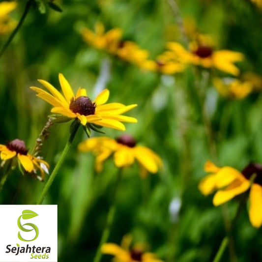 Black Eyed Susan Seeds {Rudbeckia hirta} 2,500+ Yellow Flower Seeds