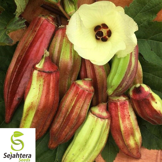100+ Texas Hill Country Red Okra Seeds - Heirloom, Non-GMO, Tender & High-Yield