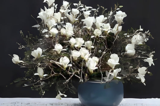 Lilytree, Yulan (Magnolia denudata)