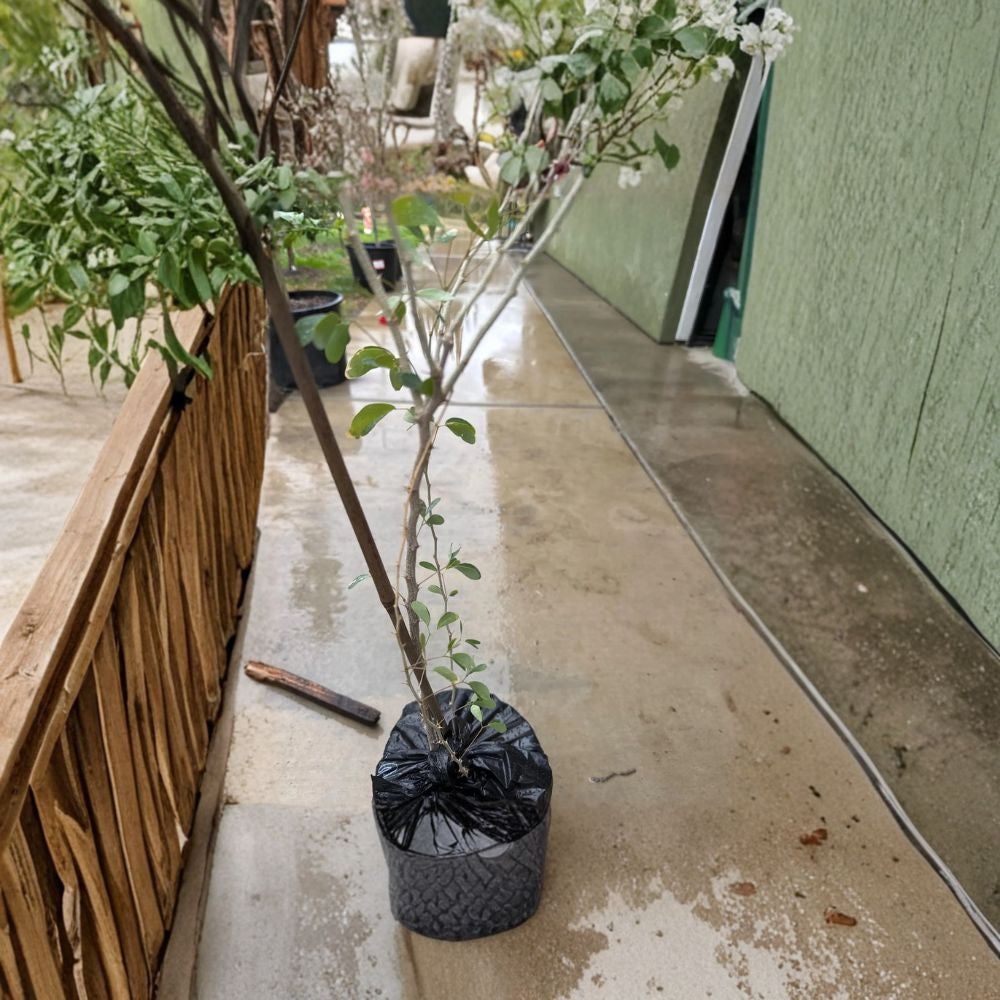 Guamuchil – Pithecellobium dulce Live Tropical Tree | 2 Feet Tall | Shipped in 6 Inch Pot  Sweet Pod Fruit Tree | Multi-Use Shade Tree | Hardy & Drought Tolerant