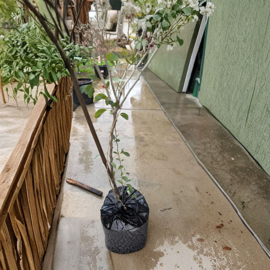 Guamuchil – Pithecellobium dulce Live Tropical Tree | 2 Feet Tall | Shipped in 6 Inch Pot  Sweet Pod Fruit Tree | Multi-Use Shade Tree | Hardy & Drought Tolerant