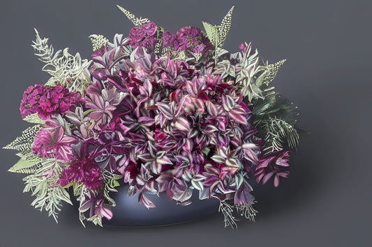 Wandering Jew Plant 6in Basket Tradescantia Sabrina Live Spiderwort Plant for Home Decor or Gift