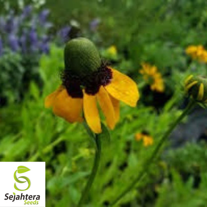 Clasping Coneflower Seeds 300+ | Rudbeckia amplexicaulis Wildflower USA