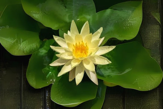 Winter Hardy Lily 3 Pack - Nymphaea 'Betsy Sakata' - Yellow Cup Shaped Flowers for Ponds and Water Gardens