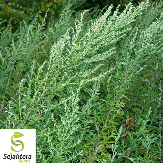 500+ Mugwort Seeds - Artemisia Vulgaris, Medicinal, Culinary, Perennial Herb