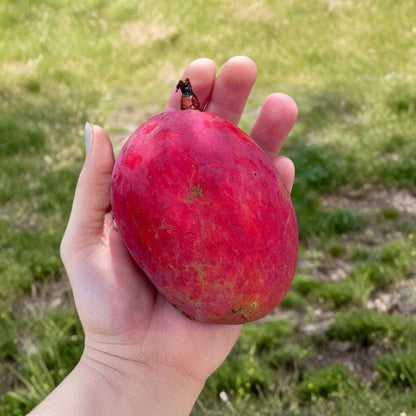 Big Irwin Mango Tree – Mangifera indica Live Plant | 15–20 Inches Tall | Red Sweet Variety  Florida Cultivar | Fiber-Free Mango | Container & Garden Friendly