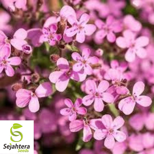 1,000 Pink Rock Soapwort Seeds {Saponaria ocymoides} | Soap Alternative