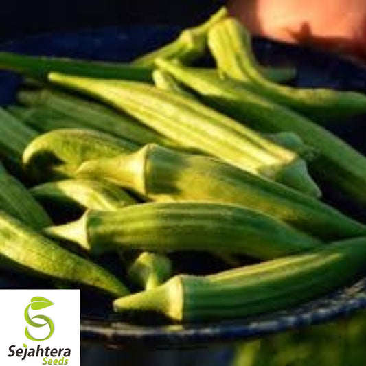 25+ Perkins Long Pod Okra Seeds - Heirloom, Non-GMO, High-Yield & Fresh