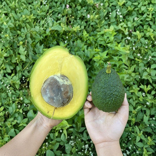 Marcus Pumpkin Avocado – Live Cuttings for Propagation  Persea americana  5 Fresh Cuttings | Premium Propagation Material  Build Your Own Avocado Tree | Vigorous Variety | For Skilled Growers