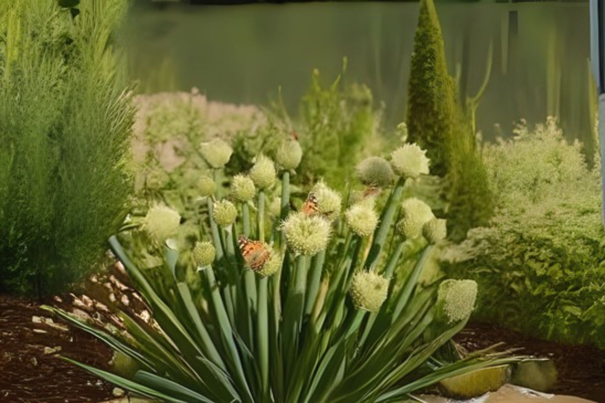 Spring Scallion Bulbs Japanese Bunching Onion Scallion Spring Welsh White Spear Bunches Onio ...